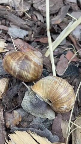 The video shows two snails on the ground surrounded by bark and dry grass. One snail is mostly hidden by its shell, while the other is partially visible with its body extended. The snails appear to be close to each other. The lighting is natural, suggesting an outdoor setting.