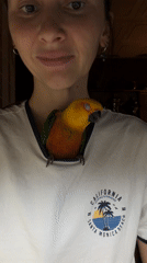 Colorful parrot interacts with residents in Khimki home