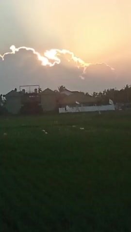 The video displays an outdoor scene captured at dusk. The sky is illuminated by the setting sun, which is partially obscured by clouds. The sun's rays create a bright glow, highlighting the edges of the clouds. In the middle ground, several buildings with sloped roofs are visible, set against a backdrop of trees. A white fence runs along the front of the buildings. The foreground consists of a green field, likely a rice paddy, with rows of crops stretching across the frame. The overall impression is a tranquil rural landscape at the end of the day.