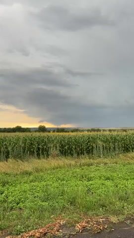 A video captures a view of a cornfield and a sky filled with dark, ominous clouds. The camera appears to be positioned on the ground, looking upwards. The corn stalks are tall and green, filling the middle of the frame. In the distance, beyond the cornfield, there is a line of trees and a hint of a yellow field, possibly sunflowers. The sky is dominated by heavy, gray clouds, suggesting an approaching storm. The overall impression is one of a rural landscape under a dramatic sky.
