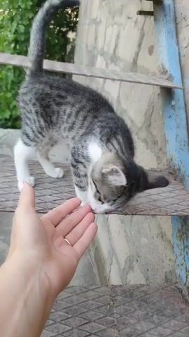 A gray and white tabby kitten stands on a rusty metal step, sniffing a person's outstretched hand. The kitten's tail is raised. The background shows a textured stone wall and some greenery. The person's hand has a ring on the ring finger.