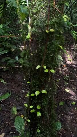 A close-up shot focuses on the moss-covered trunk of a tree in a forest. Several small, light-green leaves are visible growing on the trunk and a few thin, brown vines hang down from the upper part of the tree. The background is blurred, showing a dark forest floor with fallen leaves and other vegetation. The lighting suggests a shaded, natural environment.