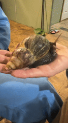 Person tends to pet snail in Votkinsk, Russia