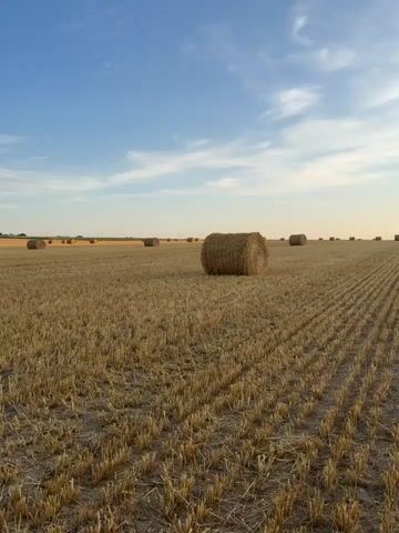 The video shows a wide shot of a golden wheat field under a clear blue sky with a few wispy white clouds. Several large, round hay bales are scattered across the field, some closer to the foreground and others in the distance. The ground is covered in stubble from the harvested wheat, with distinct rows indicating where the crop was cut. The lighting suggests it is late afternoon or early evening, with a warm, soft glow over the landscape. The scene is peaceful and rural, evoking a sense of harvest and agricultural productivity. There are no people or animals visible in the video.