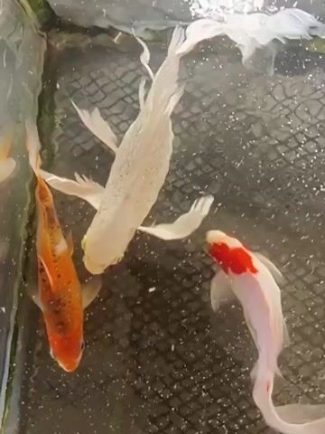 The video shows three koi fish swimming in a tank. One fish is primarily white, another is orange and white, and the third is white with red markings on its head. The fish are swimming in murky water over a dark, textured surface, possibly a net. Bubbles are visible in the water, suggesting aeration.