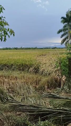 The video shows a rural landscape with a rice field in the background. The rice field appears to be partially harvested or damaged, with both golden and greener patches. In the foreground, there's a small ditch with overgrown vegetation.  Palm trees and other green trees are visible, with a cloudy sky overhead. Some discarded palm leaves are scattered in the foreground along with a blue tarp or sheet.  No people are clearly visible in the frame, though faint voices can be heard in the background.