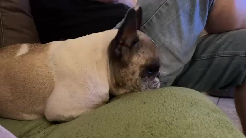 A French Bulldog is lying on a person's lap, with its head resting on the person's knee. The dog is mostly white with tan and brown markings on its face and ears. The person is wearing blue denim jeans and a black t-shirt. The background is out of focus, but appears to be a living room setting with a couch and possibly a floor. The dog's eyes are closed, and it appears to be sleeping or resting. The lighting is dim.