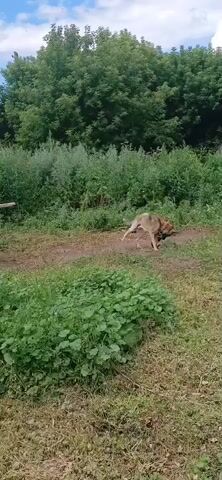 A dog is standing in a grassy area with trees and bushes in the background. The dog is facing away from the camera and appears to be sniffing at something on the ground. The dog is light brown in color. The area is somewhat overgrown with vegetation.