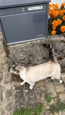 A grey mailbox sits on a stone wall next to a set of concrete stairs. A cat with white and cream fur and a black and grey striped tail walks along the stone path in front of the mailbox. The cat then walks up the stairs.