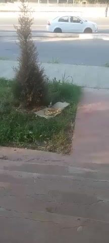 A video shows a small evergreen tree planted in a patch of grass next to a concrete sidewalk. Underneath the tree, on a piece of cardboard, is what appears to be food scraps. The ground is covered in green grass with some weeds. In the background, a street with a white car can be seen. The video is shot from a slightly elevated angle, looking down at the scene.