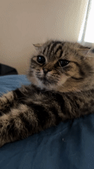 Cat receives gentle nose poke while resting on bed