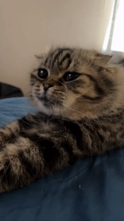 Cat receives gentle nose poke while resting on bed