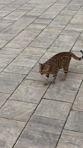 A Bengal cat walks across a paved patio. The cat has brown fur with distinctive black spots. The tail is held high and has black rings and a black tip. The cat is moving from the lower left of the frame towards the upper right. The patio is made of large, light-colored rectangular tiles. The lighting suggests it is daytime.
