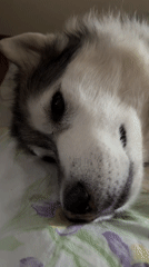 Dogs lounging, cat eating yogurt — casual pet moments at home