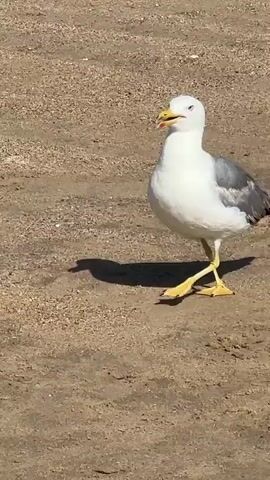 A seagull is walking across a sandy area. The seagull is white with gray wings and yellow legs and feet. Its beak is yellow with a red tip. The sun is casting a shadow of the seagull on the sand. The video is shot from a medium distance, capturing the seagull's full body and its movements. The background is out of focus, emphasizing the seagull as the main subject. The lighting suggests it is daytime, likely outdoors. The seagull appears to be moving from left to right in the frame.