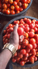 Busy tomato market trading in Enugu, Nigeria