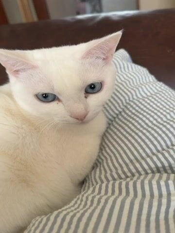 The video features a close-up view of a white cat with striking blue eyes. The cat is resting on a striped blue and white cushion. The cat appears calm and is looking directly at the camera. The background is slightly out of focus but suggests an indoor setting.
