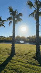 Morning dog walk captured across multiple locations in Spain