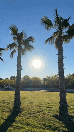 Morning dog walk captured across multiple locations in Spain