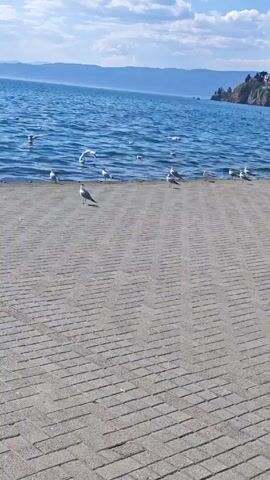 The video shows a group of seagulls on a concrete pier next to a body of water, possibly a lake, with a town visible on a small peninsula in the distance. The pier is paved with gray rectangular stones. The water is blue and has some waves. The sky is mostly blue with scattered white clouds. The seagulls are mostly white with some gray markings. They are standing, walking, and flying. The video is shot from a low angle, looking across the pier towards the water and town.