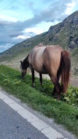 A horse is grazing by the side of a road, with another horse visible in the background. The scene is a mountainous landscape with green slopes and a cloudy sky.