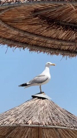 A seagull stands on the peak of a thatched umbrella. The sky is blue. Another thatched umbrella is visible above the seagull.