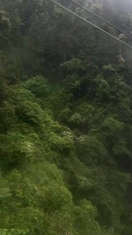 The video shows a close-up view of lush green vegetation on a hillside from inside a cable car. Two parallel cables are visible at the top of the frame. A red and black cable car passes by quickly. The camera seems to be moving alongside the hillside, and the focus is primarily on the dense greenery, which includes various trees and shrubs. The sky is overcast, creating a soft, diffused lighting across the scene. Sounds of speech can be heard.