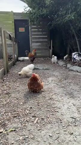 The video shows a group of chickens in an outdoor enclosure. The enclosure has a dirt and wood chip ground, a wooden fence, and a gate. Several chickens are visible, including a rooster with brown and red feathers, several white chickens, and a chicken with black and white feathers. One chicken is pecking at the ground, while others are standing or walking around. The scene is lit by natural daylight.