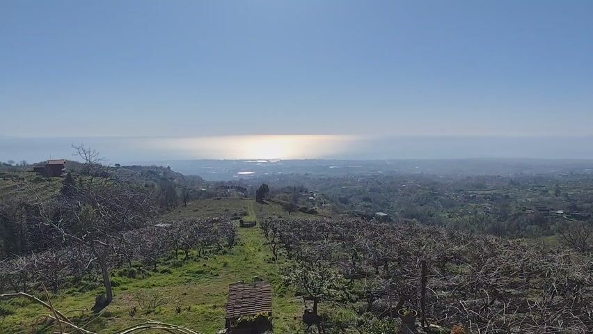 The video shows a high-angle scenic view of a landscape in the daytime. In the foreground are fields of trees, their branches bare and without leaves. A small shed with a red-tiled roof is nestled among the trees. Beyond the fields, the landscape extends into a slightly hazy view of a city or town. In the distance, the sea is visible, reflecting the bright sunlight. The sky is clear and blue.