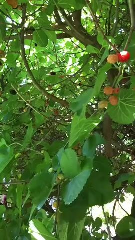 This is a close-up, shaky video of mulberry fruit on a tree. The camera moves erratically, creating blurred images. The mulberries are dark purple and black, with some red ones visible. They are clustered together on branches, surrounded by green leaves. The lighting suggests it is daytime, with sunlight filtering through the leaves. The overall impression is of a natural outdoor setting.