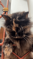 Tortoiseshell cat, flowers, and everyday home life in Bekasi