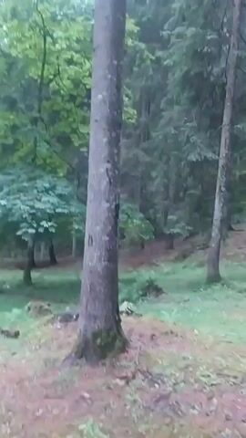 The video shows a person walking through a forest. The person is walking on a path covered with dirt and leaves. The forest is filled with tall trees and green grass. The sky is cloudy. The video is shaky and the image is blurry.