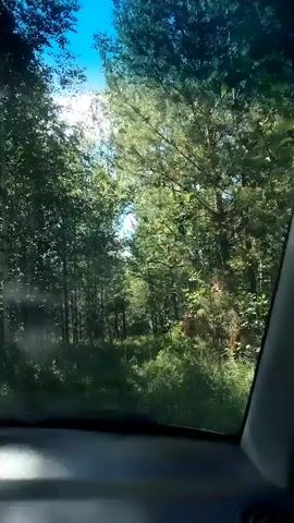 The video shows a view from inside a vehicle driving through a sunlit forest. Tall trees with green foliage line a path, with sunlight filtering through the canopy. The sky is visible above the trees and appears blue. The interior of the vehicle, including the dashboard, is partially visible in the foreground. The scene suggests a drive on a clear, sunny day through a natural wooded area.