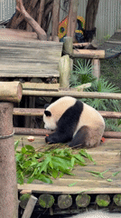 Giant pandas feeding at a Jiulongpo wildlife park