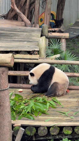 Giant pandas feeding at a Jiulongpo wildlife park
