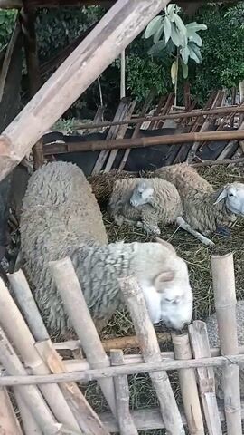 This video shows several sheep in a penned area constructed of bamboo. One sheep is in the foreground, lying down and facing to the right. It appears to be wet. Behind it, several other sheep are clustered together, also lying down. The area is grassy and some vegetation is visible in the background. The video appears to be shot from an elevated perspective looking down into the pen.