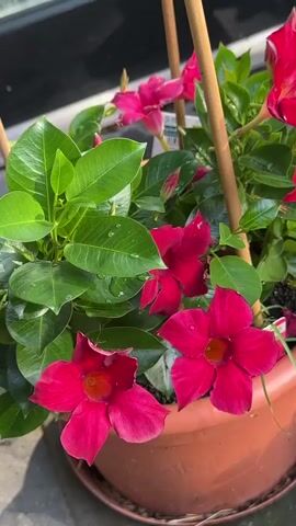 The media file is a close-up video showcasing a potted plant with vibrant pink and red flowers, likely Dipladenia, situated outdoors. The camera focuses on the blooming flowers and their lush green leaves, some of which appear to have water droplets, suggesting recent watering or dew. The plant is supported by thin wooden stakes and is in a terracotta-colored pot. In the background, a white hydrangea plant is visible, adding a contrast in color and texture. The overall scene suggests a sunny day, likely morning or afternoon, given the bright lighting. The setting appears to be a patio or balcony, with a dark, reflective surface in the far background that could be a car or a dark wall. There is no discernible activity other than the stillness of the plants, implying a peaceful, observational moment. The image conveys a sense of natural beauty and tranquility. No visible text is present in the media file.
