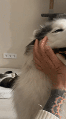 Person pets contented dog while cat watches in Izhevsk