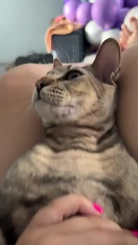 A close-up shot of a tabby cat being petted. The cat's head is tilted back, eyes closed, and its body is resting against a person's legs. A hand with bright pink fingernails gently strokes the cat's chin and face. In the background, blurry objects and purple balloons are visible.