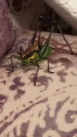 A green katydid with a brown thorax is shown close-up on a patterned surface. The insect's long antennae and powerful hind legs are visible. The background is blurred, but appears to be an indoor setting with soft furnishings. The katydid is stationary for the duration of the clip.