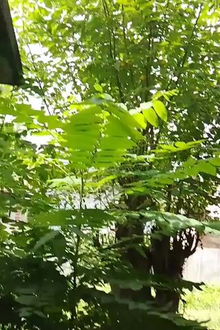 The video begins by looking up through lush green foliage, the sky is visible but obscured by the leaves. The camera pans slightly, revealing a dark, flat object, possibly a roof overhang, in the upper left corner. The foliage continues to dominate the frame, with dappled sunlight filtering through. The camera then pans downward, revealing a yard with overgrown grass and scattered debris. A wooden stake is visible in the foreground, and further back, what appears to be a building with a light-colored wall and a darker roof is partially visible through the trees. A large, dark blue tarp is draped over something to the right. The camera continues to move, showing more of the cluttered yard with various discarded items including plastic containers and what looks like dried leaves and twigs. The final shot returns to a view of the green foliage, similar to the beginning. There are no people visible in the video. The environment appears to be an outdoor, somewhat neglected area with dense vegetation.