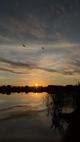 The video shows a serene sunset over a calm body of water. The sun is a bright orange disc on the horizon, casting a warm glow across the sky and reflecting on the water's surface. Wispy, elongated clouds streaked with orange and pink hues are scattered across the deep blue sky. The silhouette of a distant shoreline with scattered buildings and trees is visible against the sunset. Several small birds are seen flying in the sky. Reeds and other vegetation are silhouetted along the edge of the water in the foreground, with their reflections also visible in the water. The overall impression is one of tranquility and natural beauty.