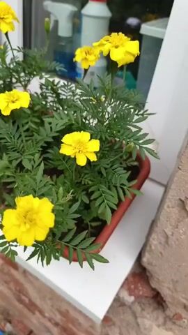 A video shows a close-up of yellow marigolds in a planter box on a windowsill. The flowers are in various stages of bloom, with some fully open and others still buds. The leaves are green and feathery. In the background, a spray bottle and a red-capped bottle are visible through the window. The planter box is a reddish-brown color.
