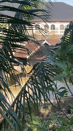Residential view captured through palm trees in Ubud