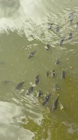 A top-down view of a school of fish swimming in murky green water. The fish are mostly dark gray and appear to be of varying sizes. Some of the fish are close to the surface, creating ripples, while others are deeper. The water is filled with small white particles, possibly debris or food. Reflections of trees or clouds are visible on the surface of the water. The video is very brief, showing the fish in constant motion.