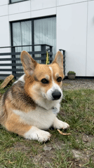 Corgi and child's afternoon playtime captured in German villages