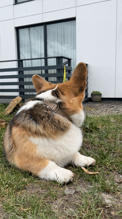 Corgi and child's afternoon playtime captured in German villages