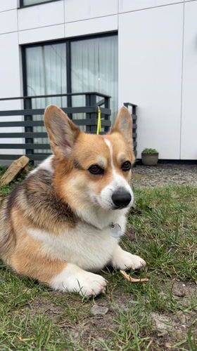 Corgi and child's afternoon playtime captured in German villages