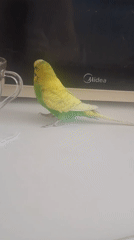 Domestic life documented: pets, plants, beach moments witnessed