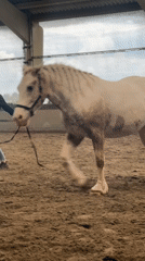 Horse training session observed in Belgian indoor arena